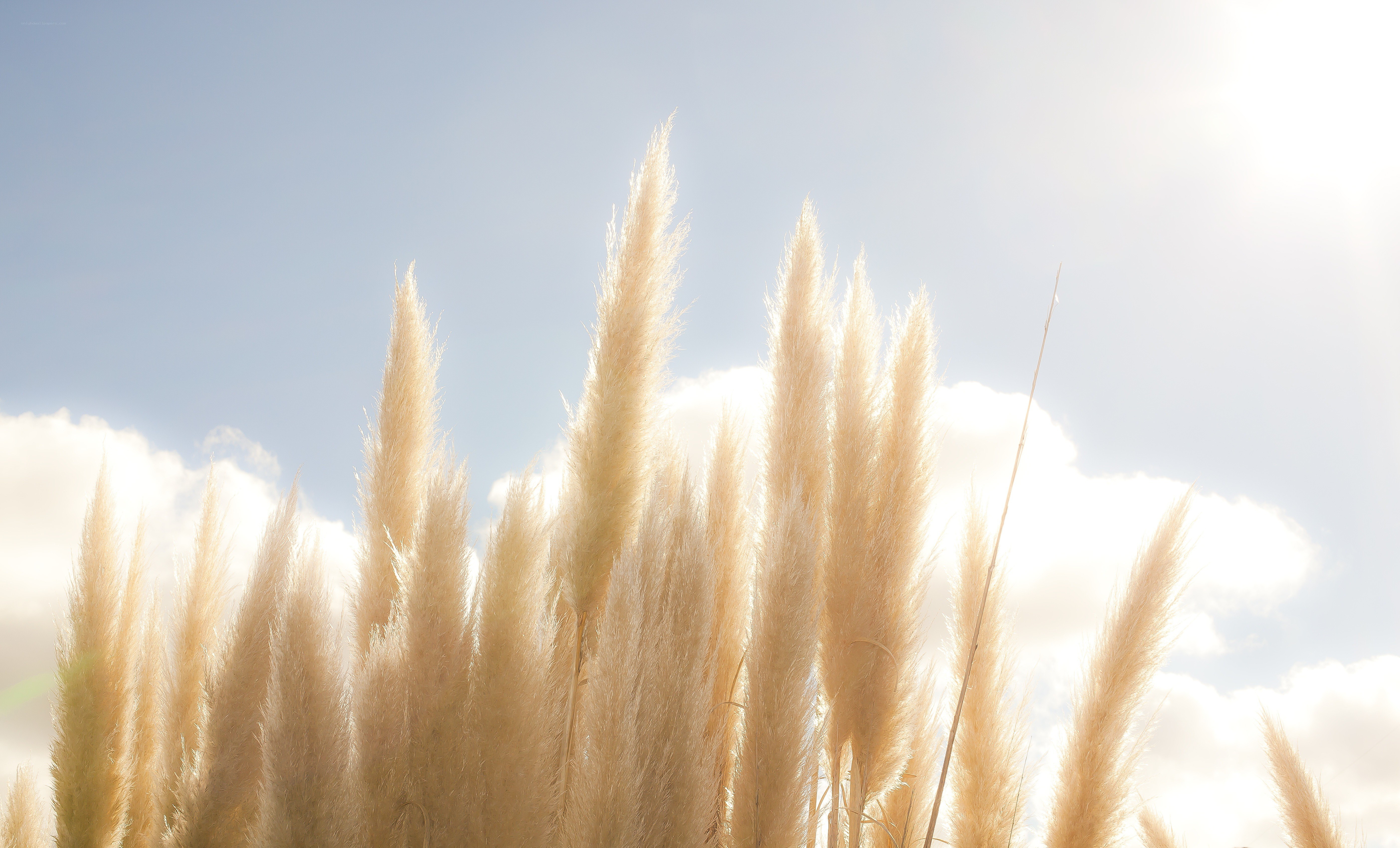Pampas grass in sunlight
