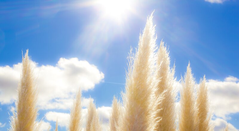 Pampas Grass in Sunlight — Blue