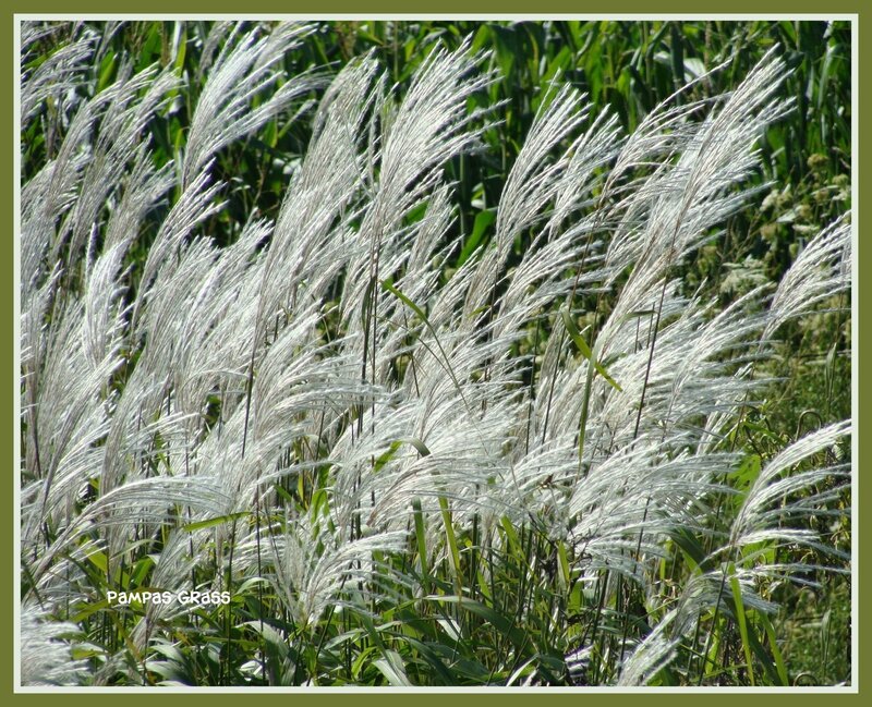 Pampas grass in the wind