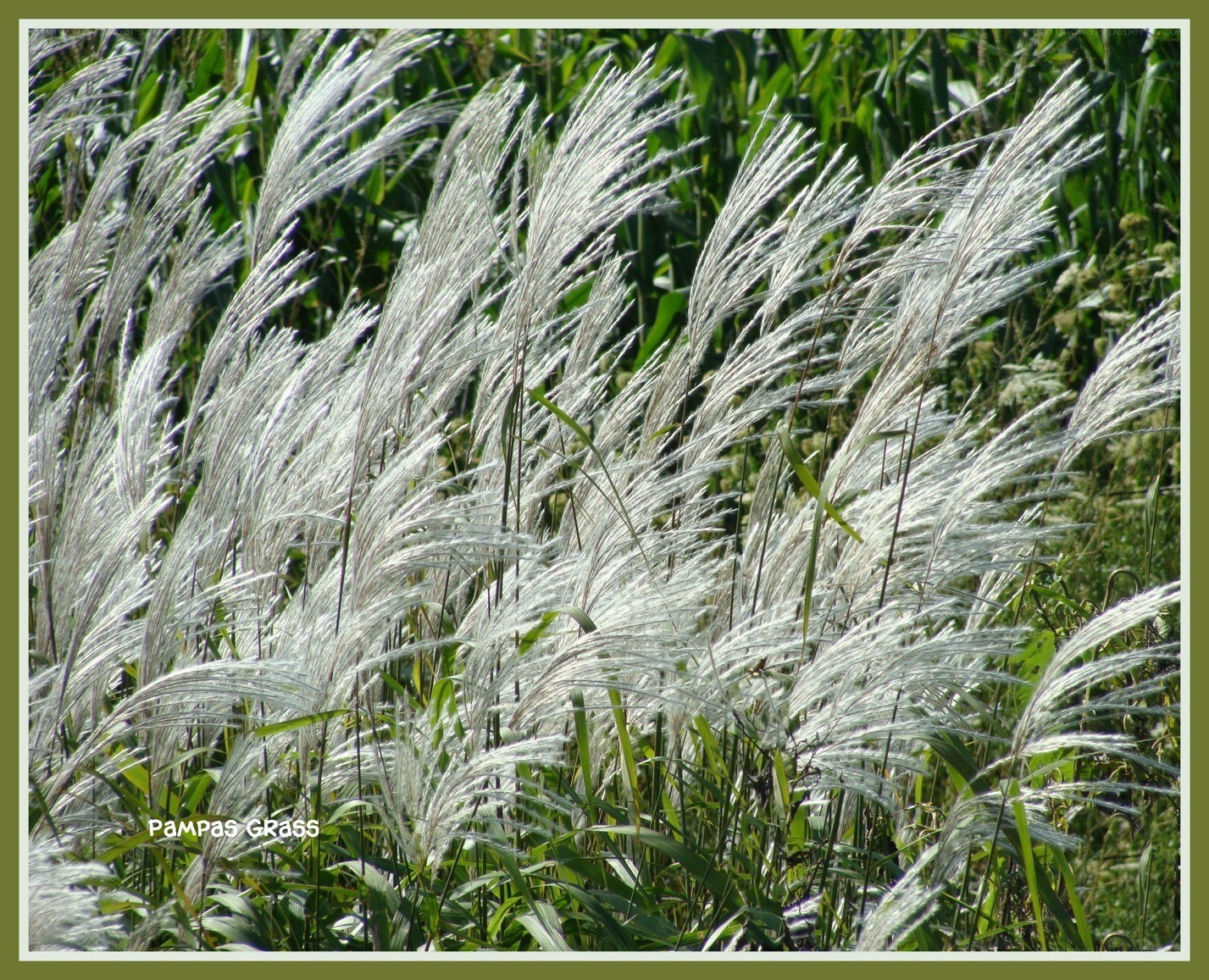 Pampas grass in the wind