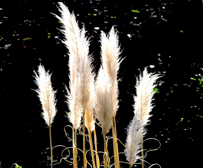 Pampas Grass in Water