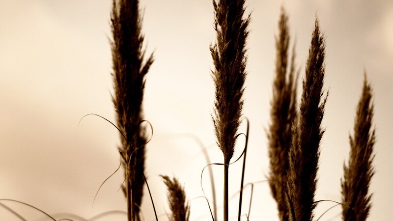 Pampas Grass Silhouettes — Brown