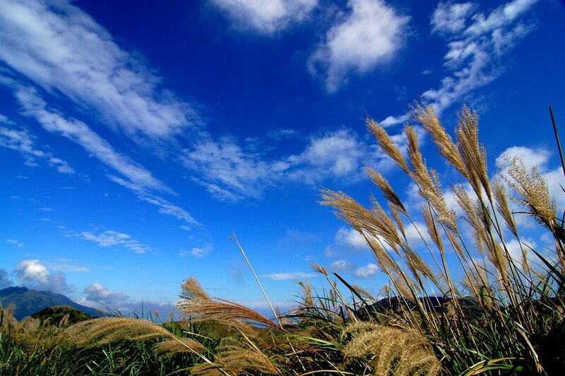 Pampas grass under blue sky