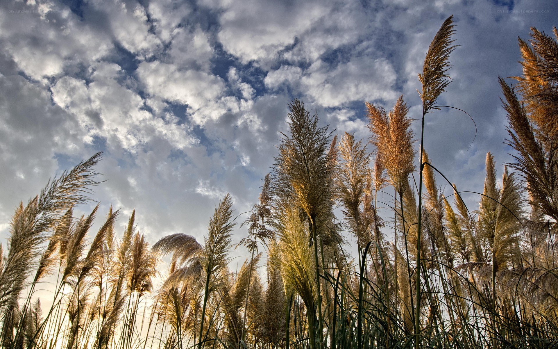 Pampas grass under cloudy sky