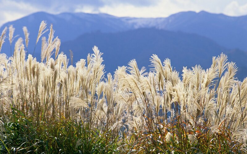 Pampas grass with mountains