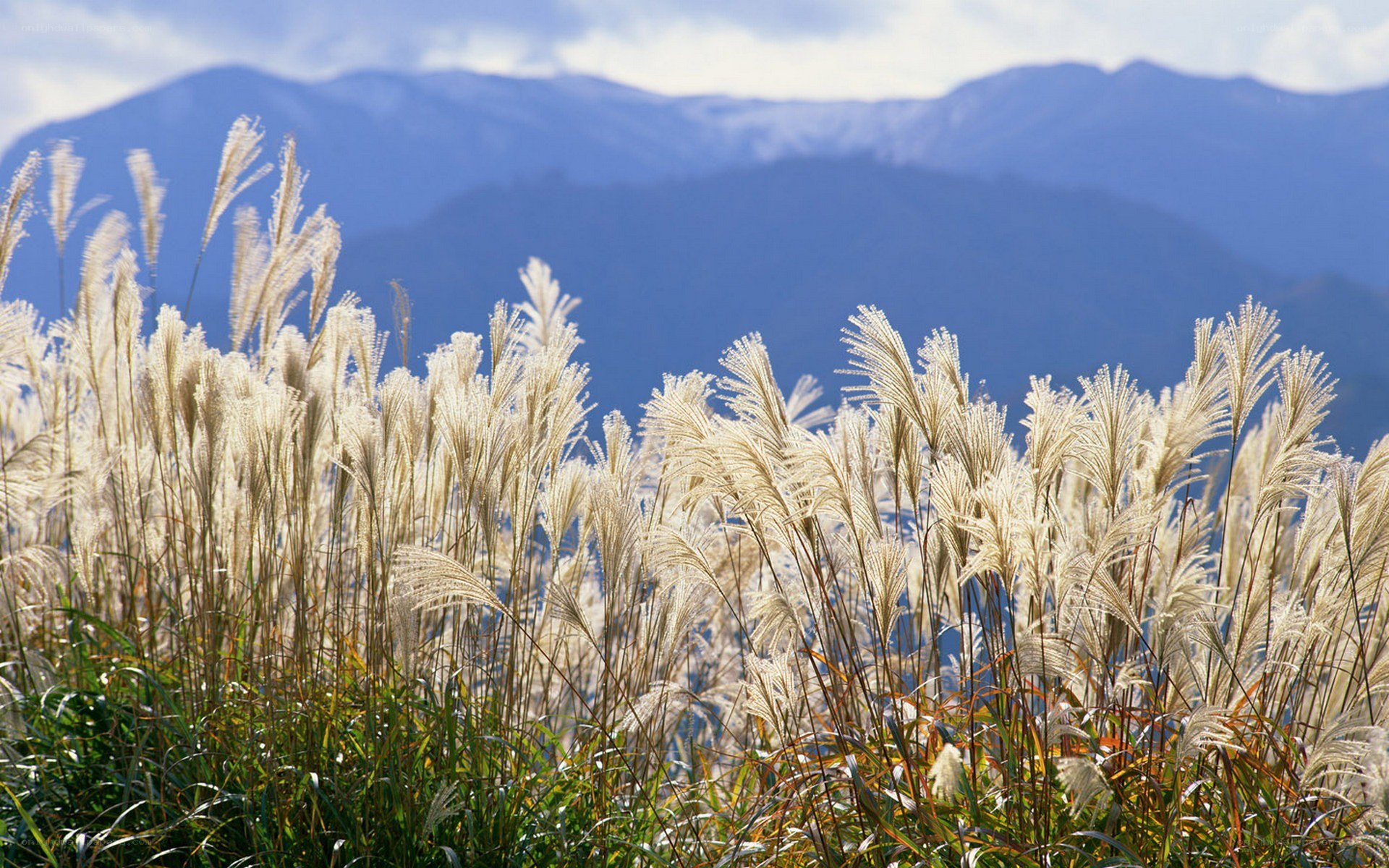 Pampas grass with mountains