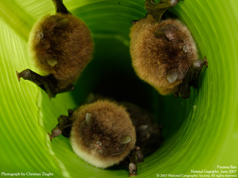 Panama bats in a leaf