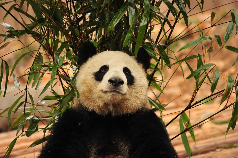 Panda among bamboo leaves
