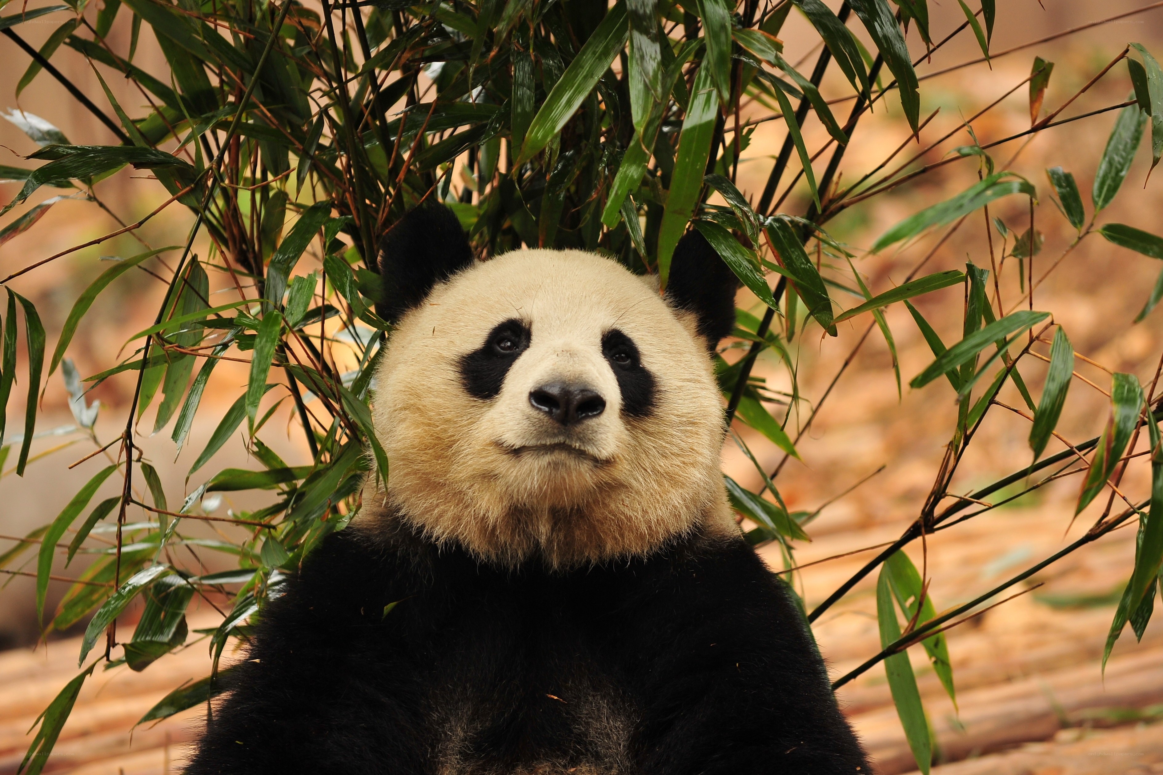 Panda among bamboo leaves