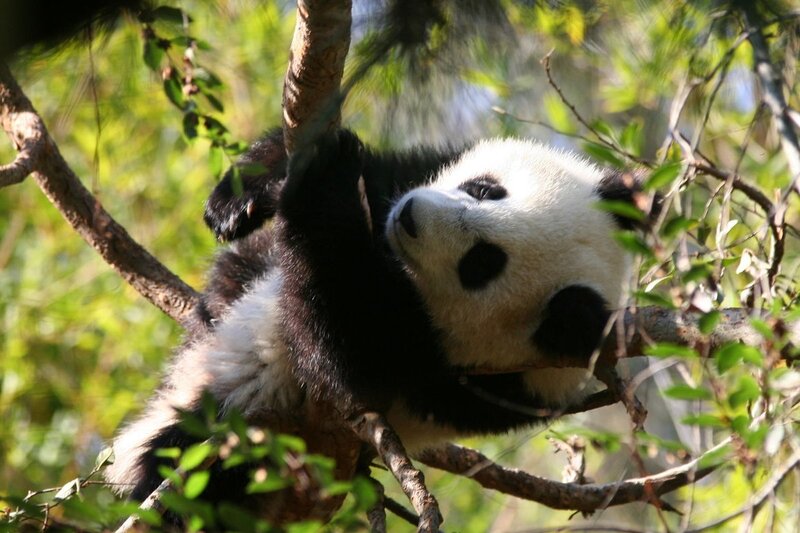 Panda bear climbing a tree