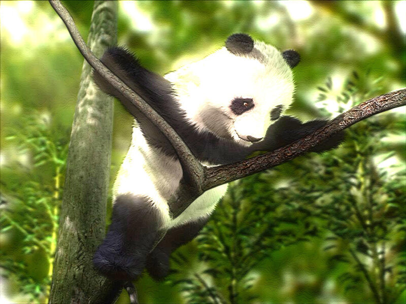 Panda bear climbing tree