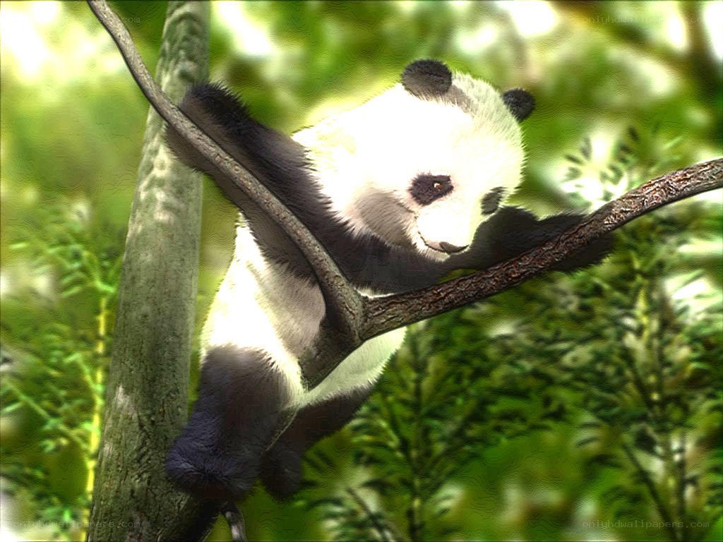 Panda bear climbing tree