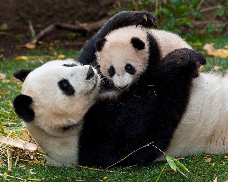 Panda Bear Cub — Black