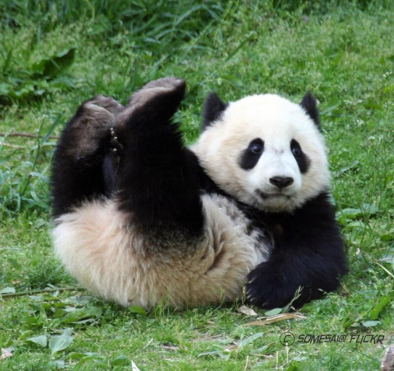 Panda bear cub on grass