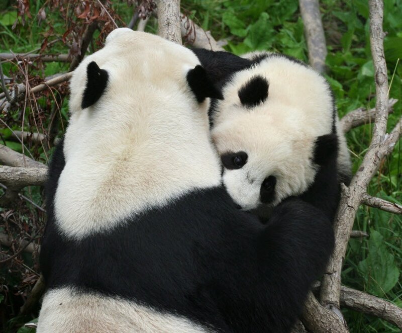 Panda Bear Cub