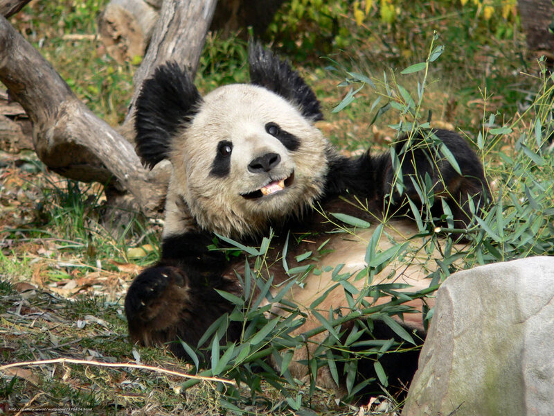 Panda bear eating bamboo
