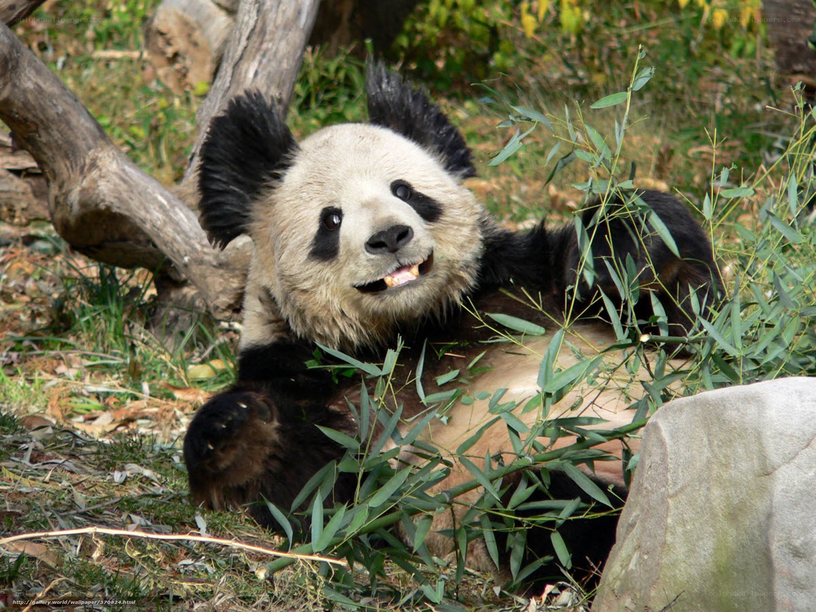 Panda bear eating bamboo