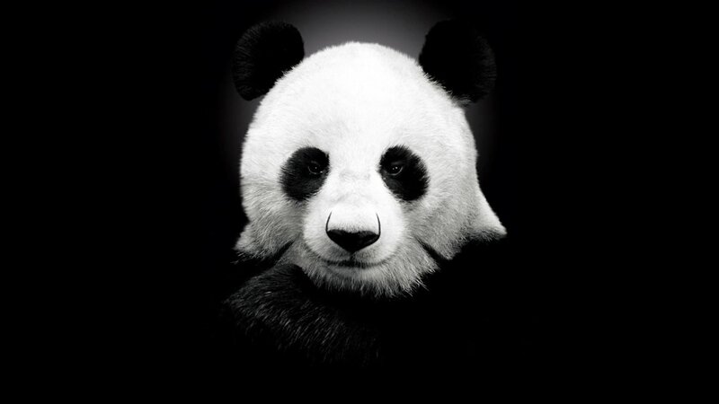 Panda Bear Face — Black, Dramatic, Photograph, Black Background