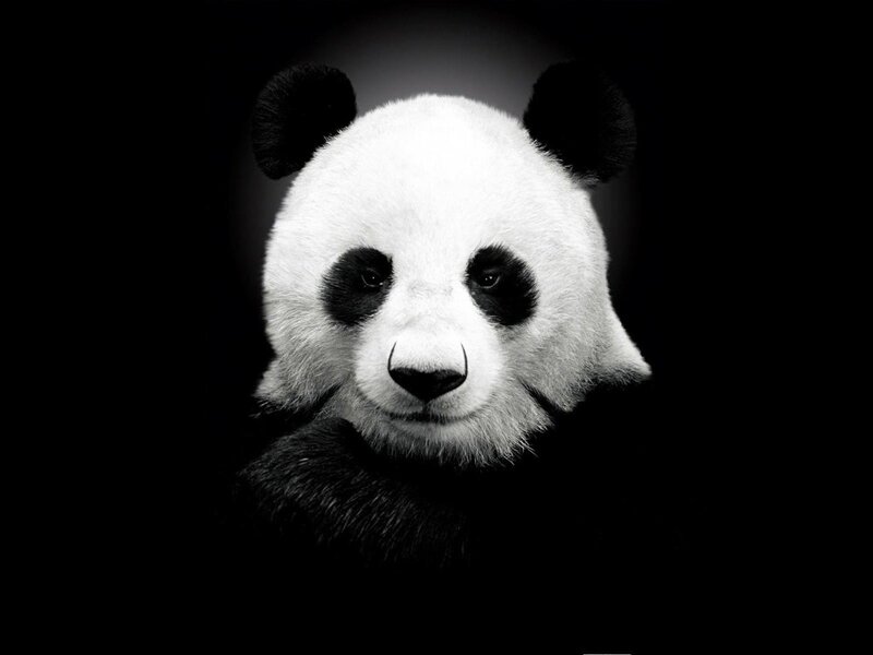 Panda Bear Face — Black, Dramatic, Photograph