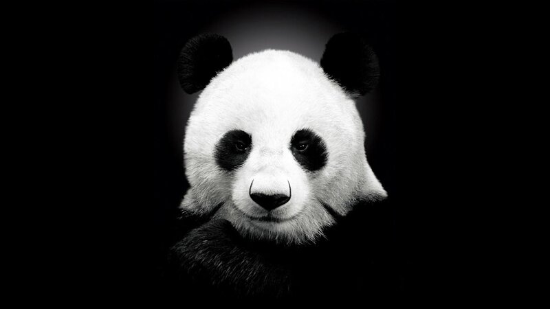Panda Bear Face — Black, Dramatic