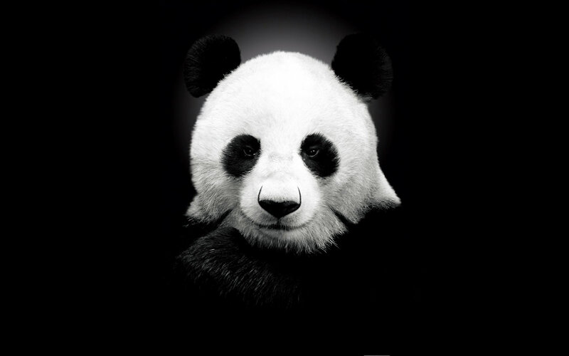 Panda Bear Face — Black