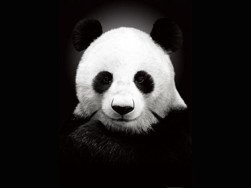 Panda Bear Face — Dramatic