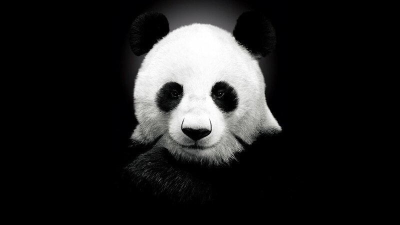 Panda Bear Face — Photograph