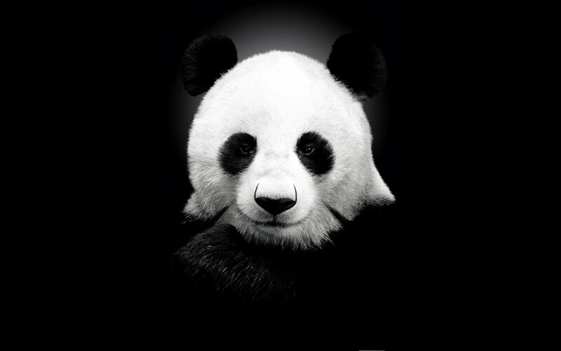 Panda Bear Face