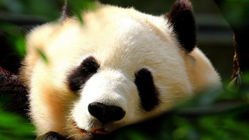 Panda Bear Face — White, Calm, Afternoon, Photograph, Leaves, Black