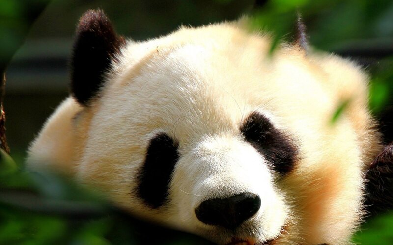 Panda Bear Face — White, Calm, Afternoon, Photograph
