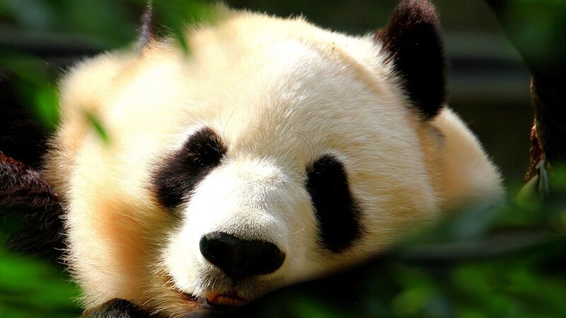 Panda Bear Face — White, Calm, Afternoon