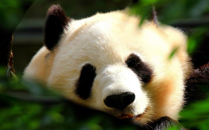 Panda Bear Face — White, Calm