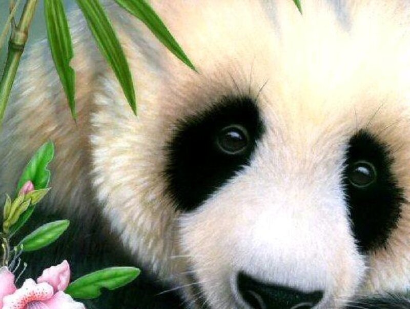 Panda Bear Face — White