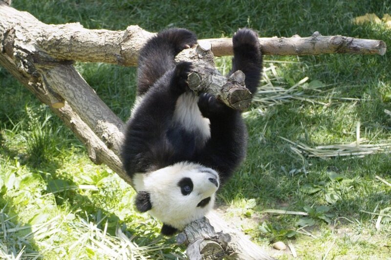 Panda Bear Hanging Upside Down