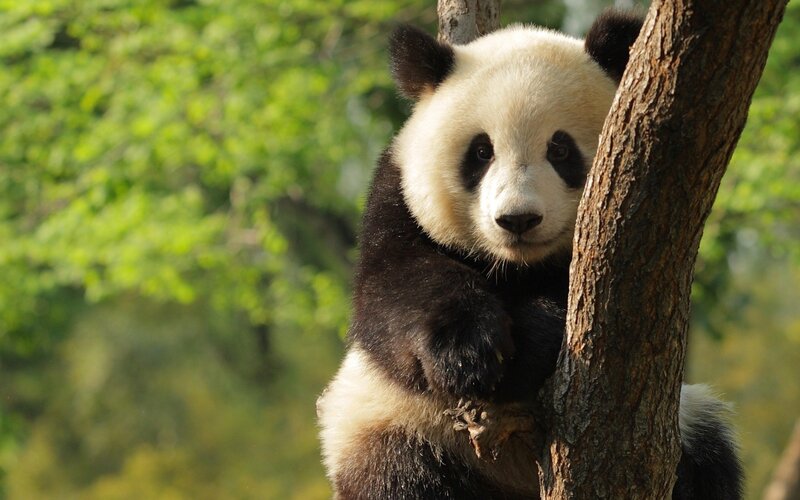 Panda bear in a tree