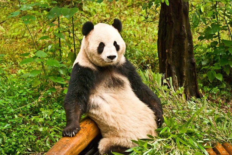 Panda bear in forest