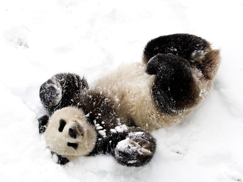 Panda Bear in Snow — White, Playful
