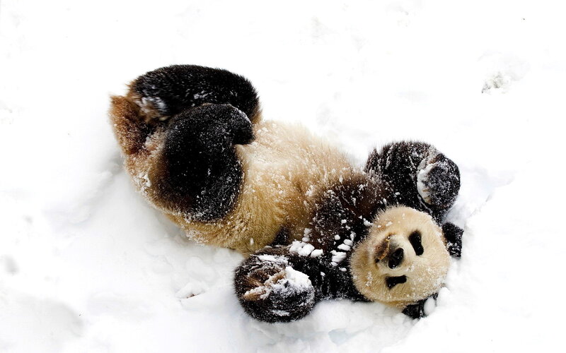 Panda Bear in Snow — White, Playful, Winter, Photograph