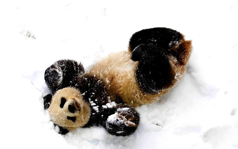 Panda Bear in Snow — White, Playful, Winter