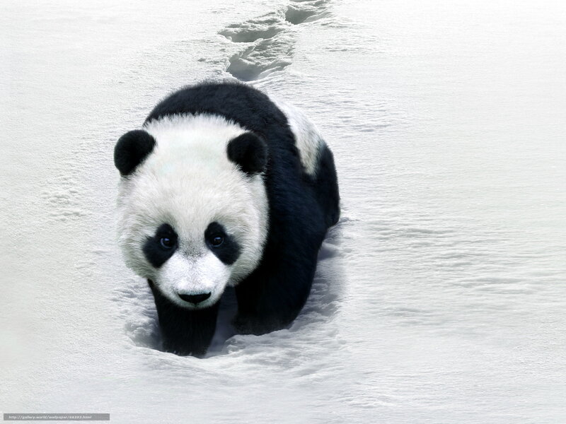 Panda Bear in Snow — White