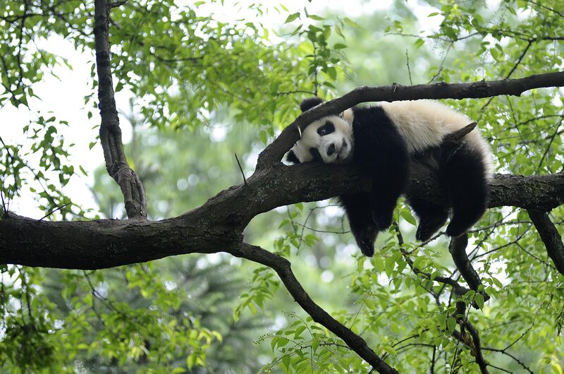 Panda Bear in Tree — Green