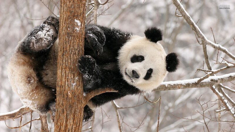 Panda Bear in Tree — White