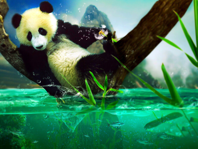 Panda Bear in Water
