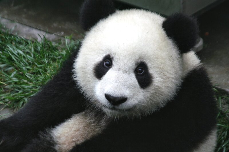 Panda bear looking at camera