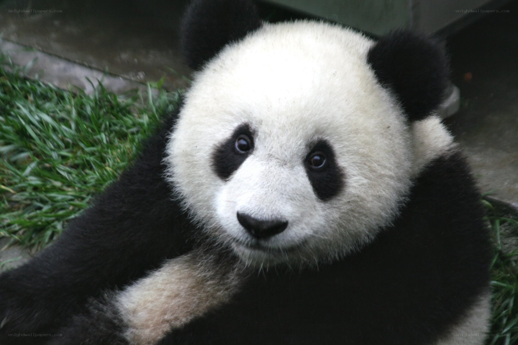 Panda bear looking at camera