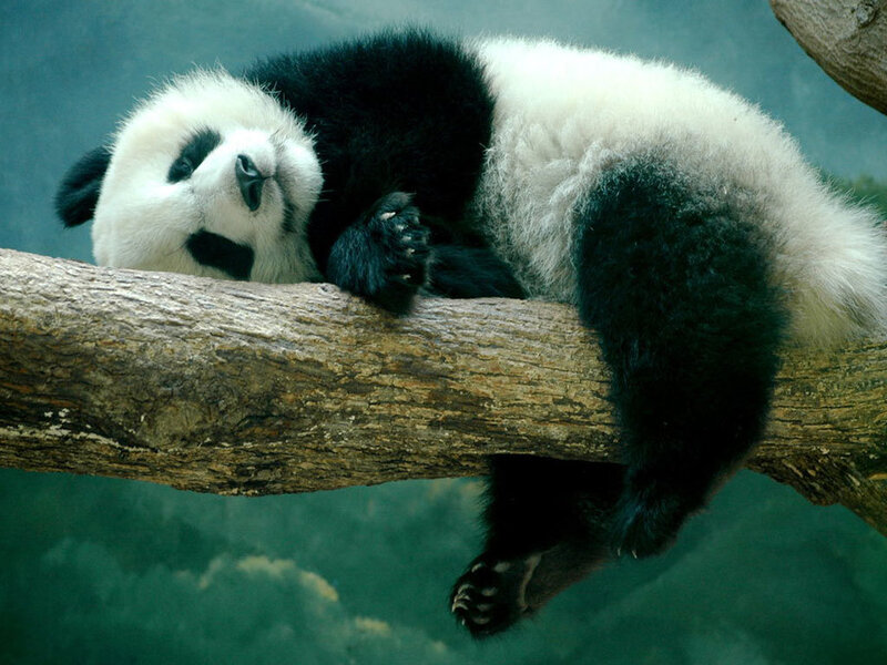 Panda Bear on Branch — Black