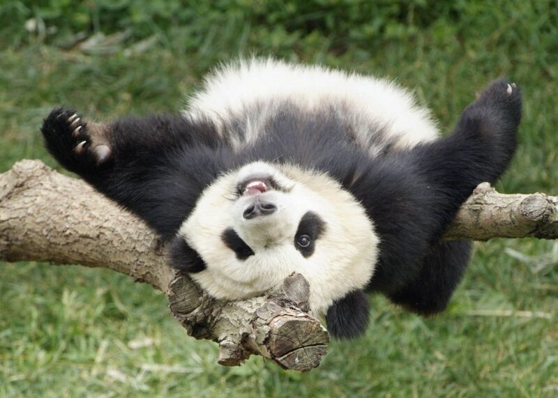 Panda Bear on Branch