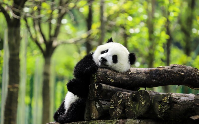 Panda Bear on Log — Black