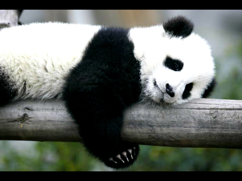 Panda Bear on Log