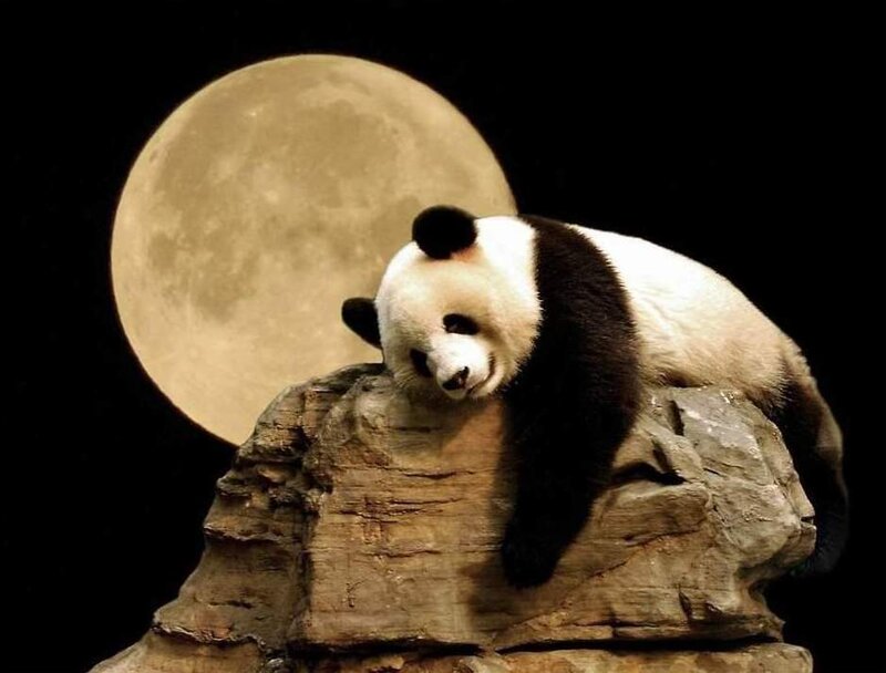 Panda Bear on Rock
